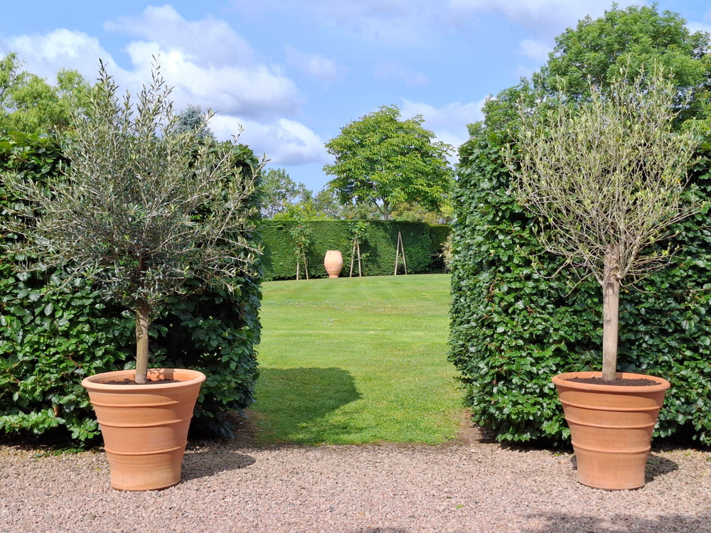 Monahou Cretan Terracotta Planter thumbnail-image-4