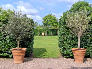 Monahou Cretan Terracotta Planter thumbnail-image-4